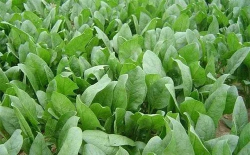 菠菜怎么種