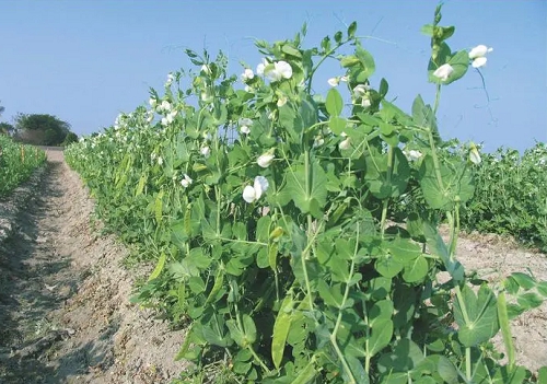 豌豆怎么種 豌豆怎么種