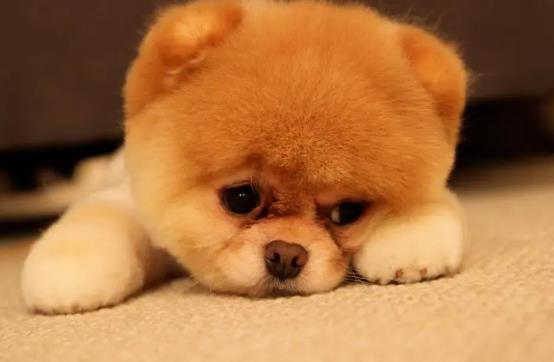 如何讓狗狗進入自己的房間