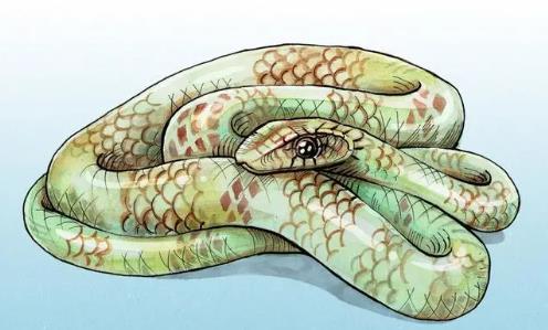 夢見蛇是什么預兆