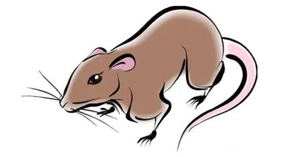 96年屬什么的生肖 96年屬什么的生肖