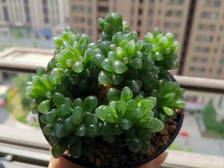 多頭玉露怎么種的