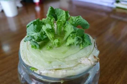 白菜根水里怎么種