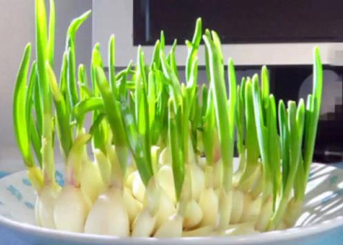 已經(jīng)發(fā)芽蒜怎么種