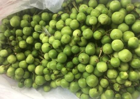 苦子果圖片怎么種 苦子果圖片怎么種