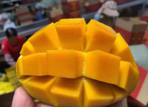 怎么種芒果大的