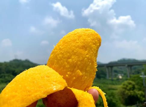 在南方怎么種芒果