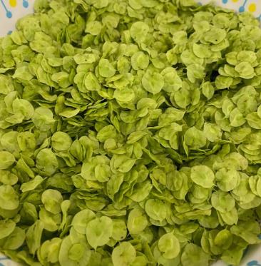 榆錢怎么做最好吃 榆錢怎么做最好吃