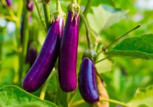 種番茄茄子怎么施肥