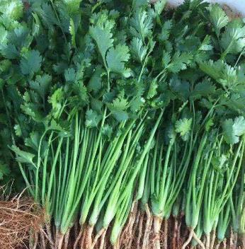 自己怎么種香菜水培