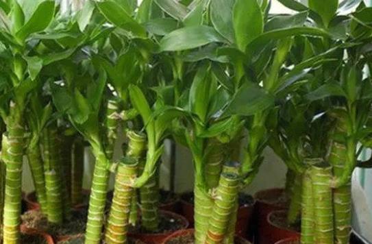 富貴竹葉子發(fā)黃怎么救