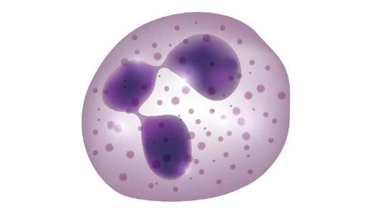 中性粒細胞偏高是什么意思