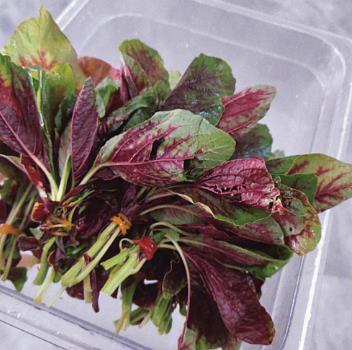 莧菜怎么種能增產