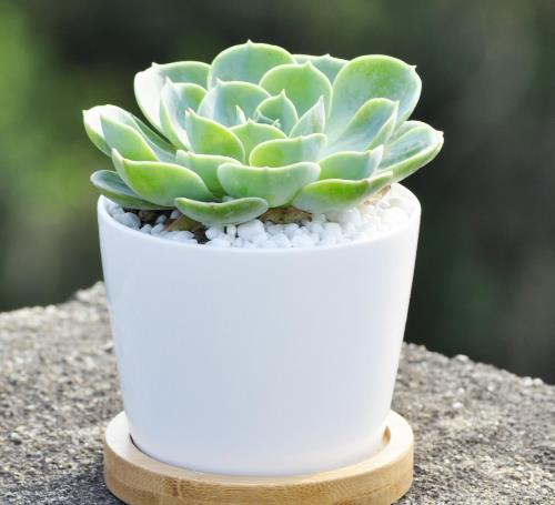 多肉怎么修根 多肉怎么修根