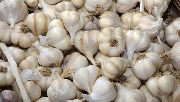 大蒜應該怎么用水種