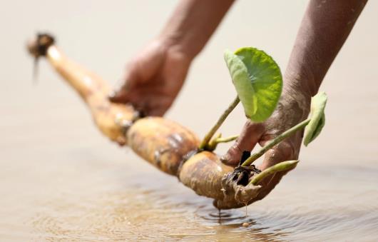 魚池種藕怎么種植