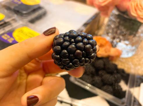 黑樹莓幼苗怎么種