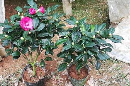 怎么種包谷出苗高 怎么種包谷出苗高