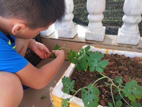 種西瓜怎么收拾