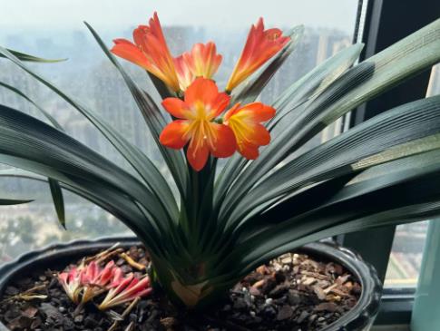 君子蘭爛根怎么補救