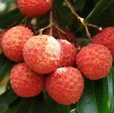 自己在家怎么種荔枝