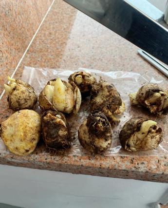 種球腐爛怎么救