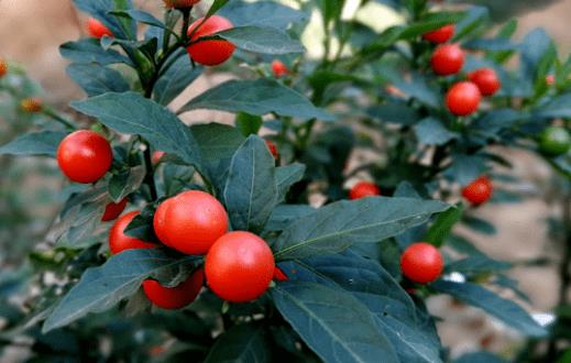 珊瑚櫻種子怎么種