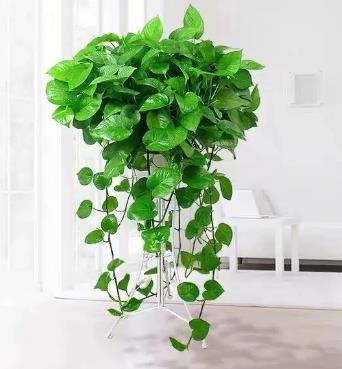 綠蘿怎么養才能更旺盛