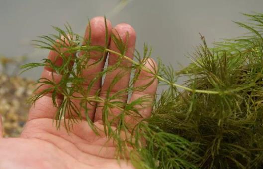 綠牛頓水草怎么種