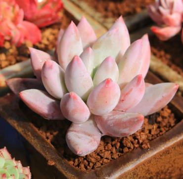 多肉修根怎么修 多肉修根怎么修