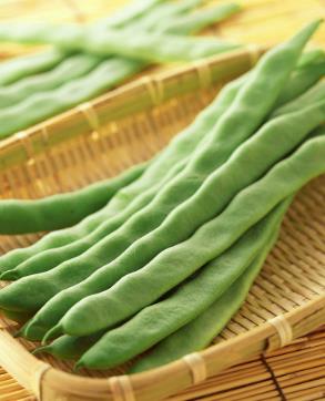 蕓豆怎么種發芽快