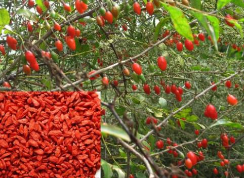 枸杞樹(shù)怎么插種