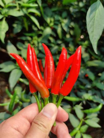 海南小米椒怎么種