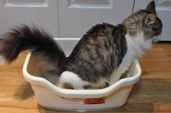 小貓便秘怎么辦