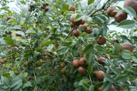 怎么種油茶仔樹