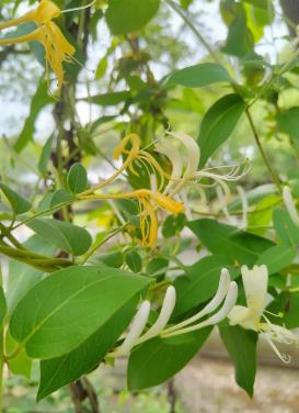 金銀花的花朵為什么會變色