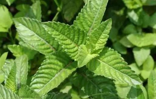 風仙草要怎么種