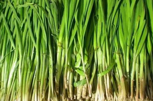 怎么種韭菜才粗大 怎么種韭菜才粗大