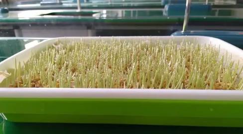 自己怎么種無土小麥