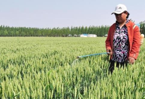 種油菜怎么施硼肥