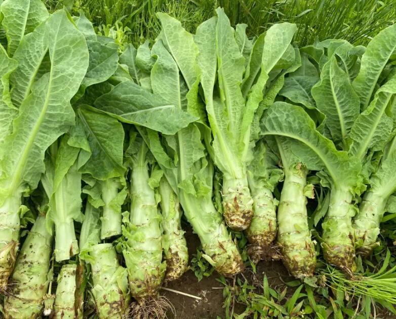 萵筍怎么種才能粗壯