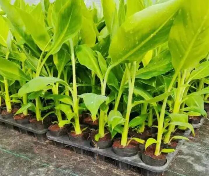 小芭蕉樹苗怎么種