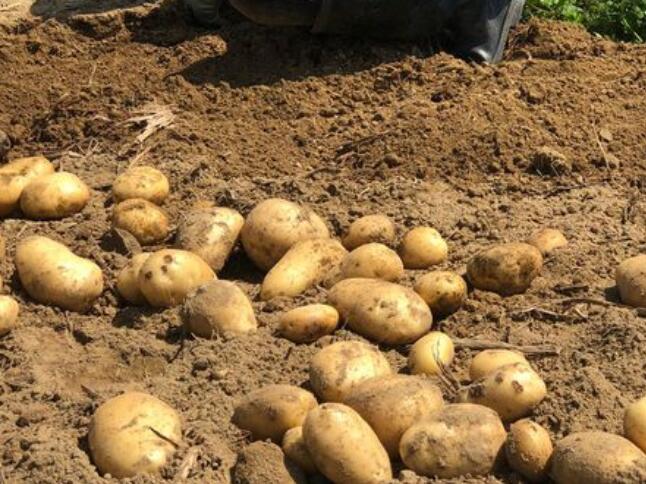 怎么在地里種土豆