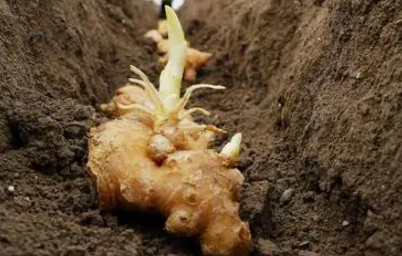 種生姜怎么切法