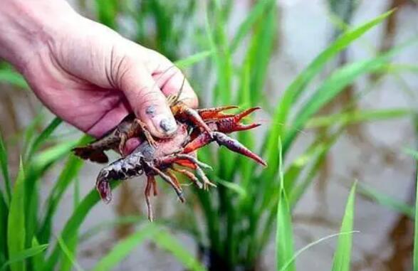 龍蝦塘枯草怎么種 龍蝦塘枯草怎么種