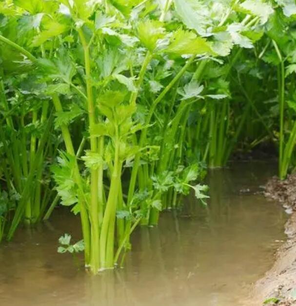 怎么種蔥和芹菜