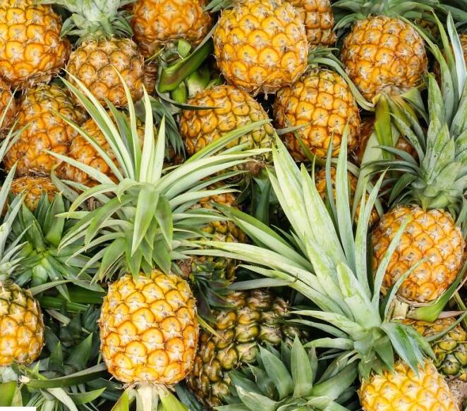 怎么可以種活菠蘿