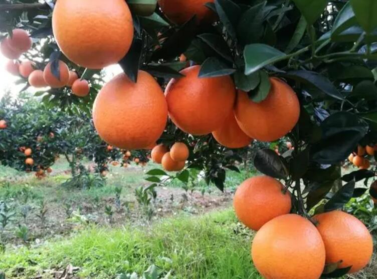 種臍橙怎么選地