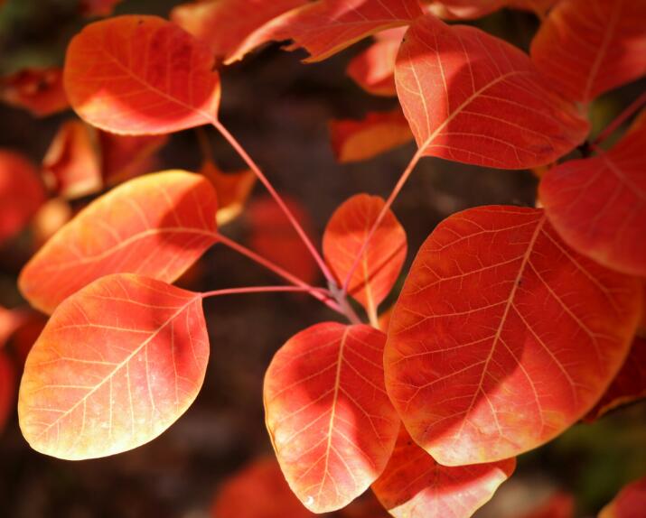 黃櫨怎么種才能出芽