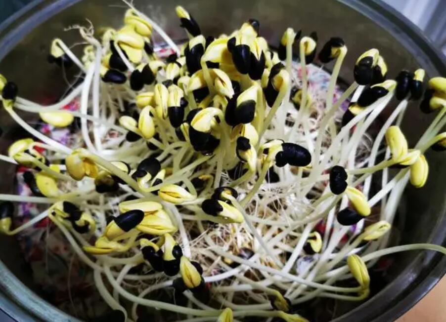 黑豆芽怎么種簡單